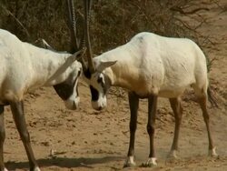 MS Shot of two Arabian oryx (Oryx leucoryx) fighting with horns clashing / Yotvata, Arava,Negev Desert, Israel Stock Footage