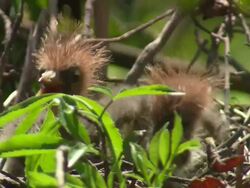 Close Up static - Cattle egret chicks chirp in their nest / Florida, USA Stock Footage