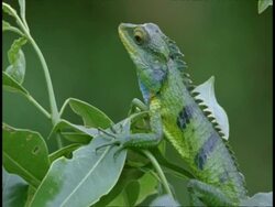 Common Garden Lizard, Calotes versicolor, on plant, side view, Western Ghats, India Stock Footage
