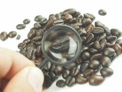 Selecting Coffee Beans Stock Footage