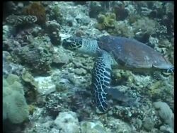 MS Hawksbill Turtle swims over reef, side view, camera tracks over Turtle, divers in background, Layang Layang, Malaysia Stock Footage