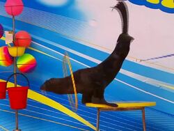 Seal and hula hoop Stock Footage