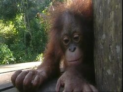 Juvenile Orangutan (Pongo) relaxing on decking, Borneo Stock Footage