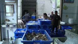 CLEAN : Gaza sends fish to West Bank for first time in years News Clip