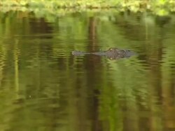 Crocodile Stock Footage