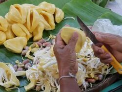 Hand knives with jackfruit seeds. Stock Footage