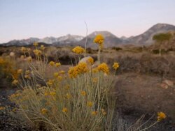 High Desert Morning Stock Footage