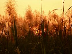 The spring sunset Stock Footage