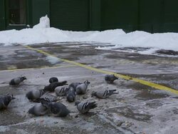 Frigid Temperatures And Snow Hamper NYC Morning Commute Stock Footage