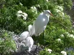 Alligator Approaches Nest With Chicks Stock Footage