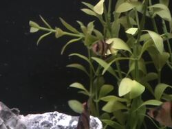 Fish, Tiger Barb, Puntius tetrazona HD video Stock Footage