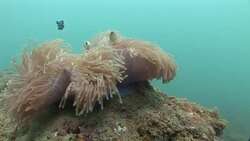 Fish swim around a soft coral that undulates in the currents of the Mekong River. Stock Footage