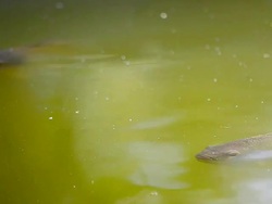 Feeding tilapia Stock Footage