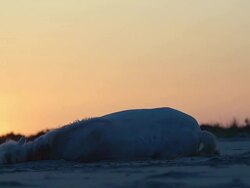 MS TS Shot of Silhouette of Camargue Horse Rolling on Beach at Sunrise, Saintes Marie de la Mer inSouth of France, Real Time / Saintes Maries de la Mer, Camargue, France Stock Footage