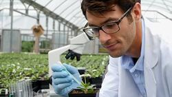 Mid adult Caucasian scientist gives plant nourishment in greenhouse Stock Footage