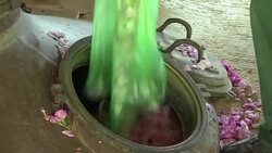 VOICED : Bulgaria cosecha sus famosas rosas News Clip