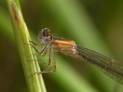 Damselfly Stock Footage