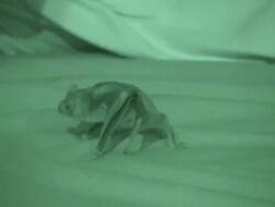 A vampire bat crawls on the bed of a sleeping man. Stock Footage
