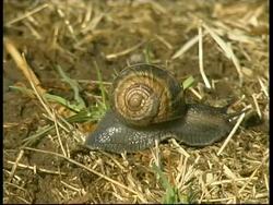 Snail moving on ground, MS side view, Israel Stock Footage