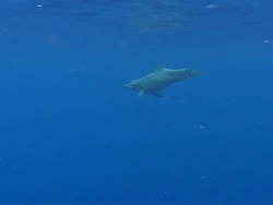 MS TS Rough toothed dolphin / Hawaii, United States Stock Footage