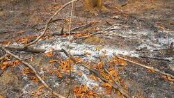 Panning of land after burning Stock Footage