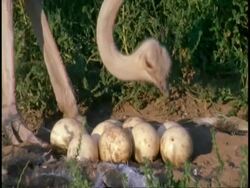 Female Ostrich, (Struthio camelus)stands and tends to eggs in nest, pecking them, Namaqualand, South Africa Stock Footage