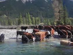 Cowboys herding cattle across river Stock Footage