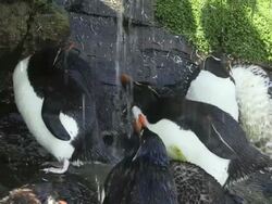 MS Small group of rock hopper penguins taking  shower under dripping water from cliff / Saunders Island, Falkland Islands, British Overseas Territory Stock Footage
