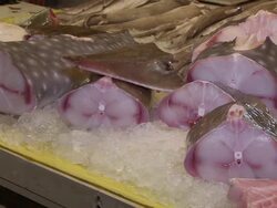 CU Chopped up whale shark meat at fish market / Brunei, Brunei Darussalam Stock Footage