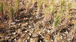 Infertile Farm Stock Footage