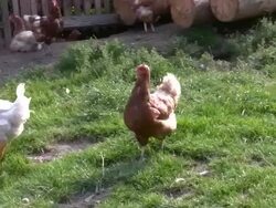 Chicken Stock Footage