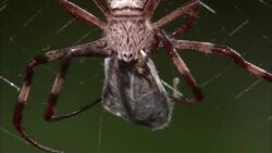 A spider hangs from its web as it cocoons its prey. Stock Footage