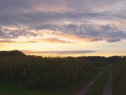 HD DOLLY: Sunset Over Corn Field Stock Footage