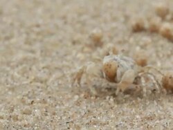 Sand Crab Stock Footage