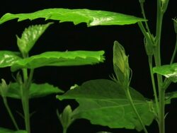 Medium Close Up static _ A hibiscus flower blooms and closes Stock Footage