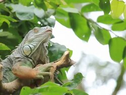 Iguana. Stock Footage