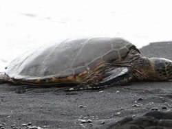 Green sea turtle in Black beach, Hawaii Stock Footage