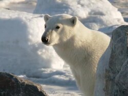  CU SLO MO Polar  bear looking from behind rock then moving off / Churchill, Manitoba, Canada Stock Footage