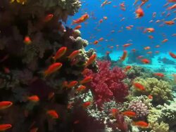 Lyretail anthias (Pseudanthias squamipinnis) swimming out from the shelter of the reef to feed in the current. Filmed off Ras Muhammad in the Red Sea Stock Footage