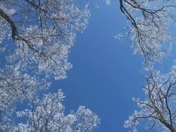 HD LOOP: Panning With Winter Trees Stock Footage