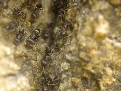 black ant  still here Stock Footage
