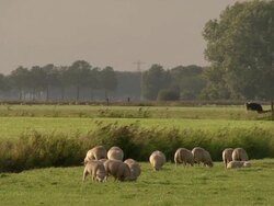 Sheeps grazing in meadow, the Netherlands Stock Footage