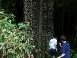 Hunting: Deer Trap in Tree Stock Footage