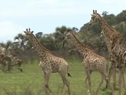Giraffe Stock Footage