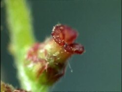BCU Pollen grains landing on female flower of Common English/Pedunculate Oak Tree (Quercus robur), UK Stock Footage