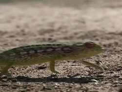 CU MS Lizard moving itself  forwardand backward slowly / Solukhumbu District, Sagarmatha Zone, Nepal Stock Footage