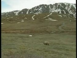 WA Grizzly Bear, Ursus arctos horribilis, cub walking through arctic mountain landscape, Arctic Circle Stock Footage
