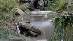 Waste water at flowing from drain pipe Stock Footage