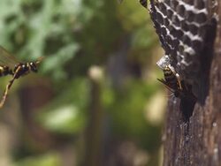Common Wasp vespula vulgaris flying to nest, slow motion, Normandy, France Stock Footage