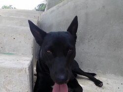 Portrait of dog with tongue hanging out. Stock Footage